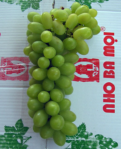 Về màu sắc nho xanh Ninh Thuận có màu xanh đậm đặc trưng.