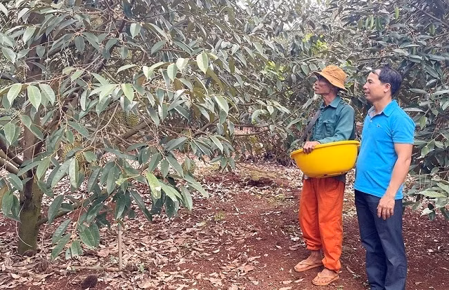 Bí kíp trồng “cây tiền tỷ” của bác nông dân đút túi 3,5 tỷ đồng/năm - Hình 4 Bi kip trong “cay tien ty” cua bac nong dan dut tui 3,5 ty dong/nam-Hinh-4