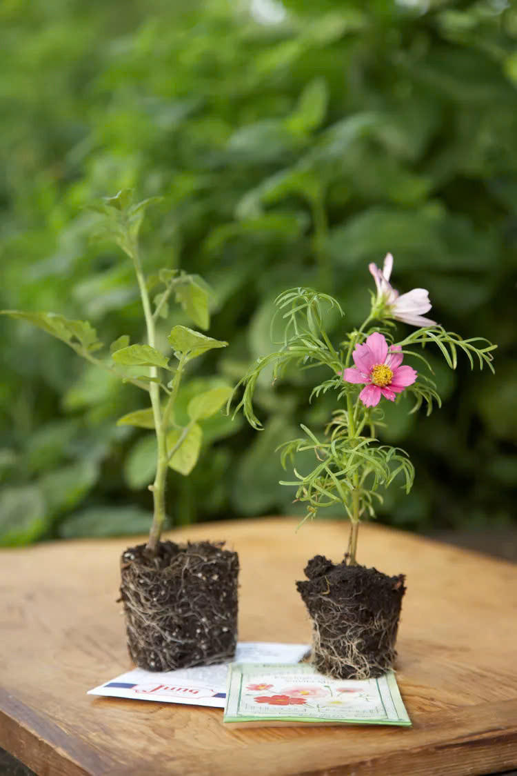 Những sai lầm khi gieo hạt giống cần tránh - Hình 4 Nhung sai lam khi gieo hat giong can tranh-Hinh-4