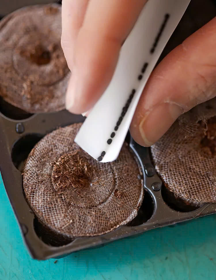 Những sai lầm khi gieo hạt giống cần tránh - Hình 3 Nhung sai lam khi gieo hat giong can tranh-Hinh-3