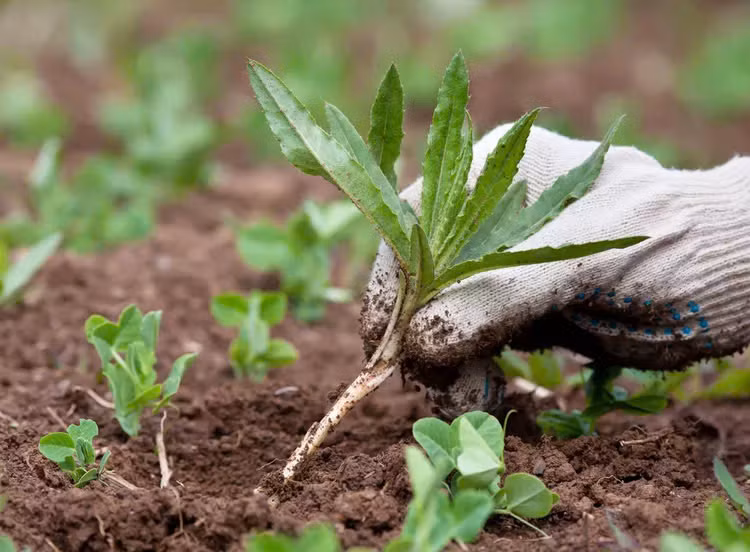 Những sai lầm khi gieo hạt giống cần tránh - Hình 8 Nhung sai lam khi gieo hat giong can tranh-Hinh-8