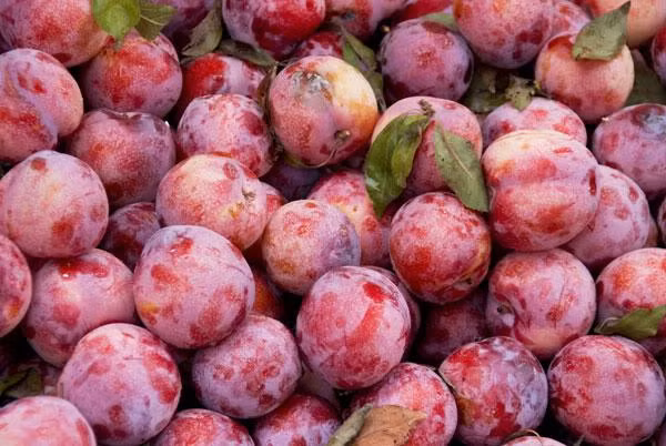 Mận cũng là loại quả không có lợi cho sức khỏe bà bầu nếu ăn nhiều. Mận có tính nóng cao, ăn nhiều sẽ làm cơ thể phát ban, xuất hiện mụn nhọt…