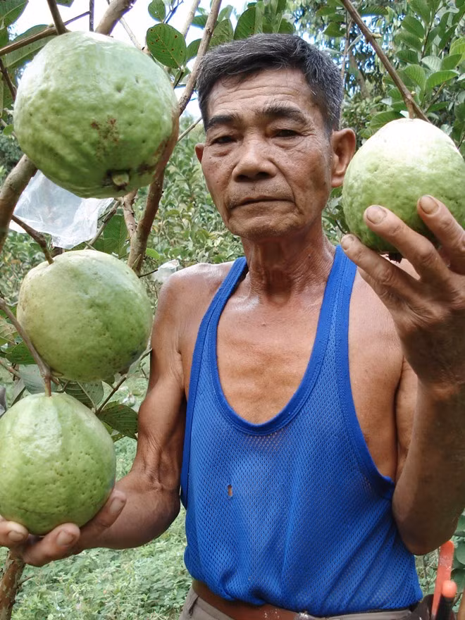 Ông Trần Văn Thơm, ở xã An Nhơn, huyện Châu Thành (Đồng Tháp) cho biết, một tuần trước, thương lái thu mua ổi loại tốt với giá 600 đồng/kg. Trong khi đó, giá thành 1 kg hiện đã hơn 2.600 đồng. Với mức giá bán nói trên, người dân cắt ổi bán thậm chí còn lỗ tiền thuê nhân công.