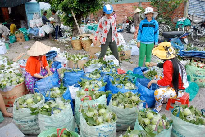 Người dân cho biết, những năm gần đây, cứ vào tháng 4 đến tháng 7 là giá ổi xuống thấp nhưng chưa năm nào giảm như năm nay.