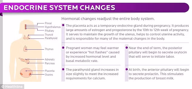 Sự thay đổi nội tiết tố khiến thay đổi toàn bộ cơ thể phụ nữ mang thai. Nhau thai tạo ra một lượng lớn estrogen và progesterone giúp tử cung phát triển. Lúc này phụ nữ có thể cảm thấy cơ thể tăng nhiệt độ, thậm chí là nóng bừng.