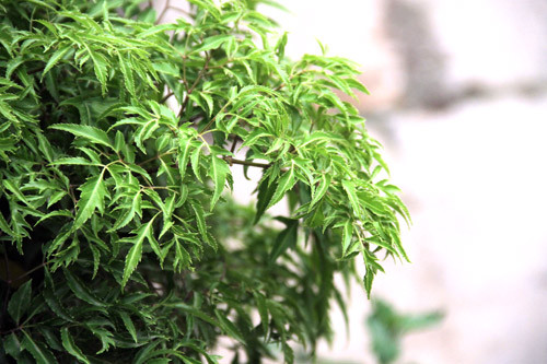 Nước lá đinh lăng. Lấy một nắm lá đinh lăng, sau đó rửa sạch, sao vàng lên, hạ thổ rồi đun nước uống, sẽ có tác dụng thông tia sữa và giúp sữa về nhanh chóng. Nước này ngon, rất dễ uống, ngoài ra còn làm cho sữa thơm, hấp dẫn bé tu ti nữa. Mẹ có thể dùng nước này thay nước uống hàng ngày.