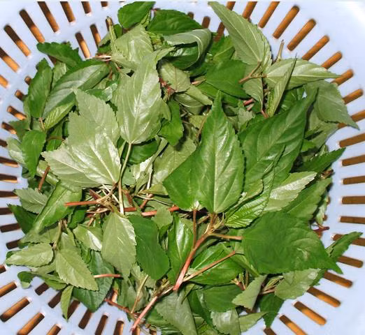 Rau đay, rau lang cũng là những loại rau được truyền tụng giúp lợi sữa, khiến các bé con thích thú.