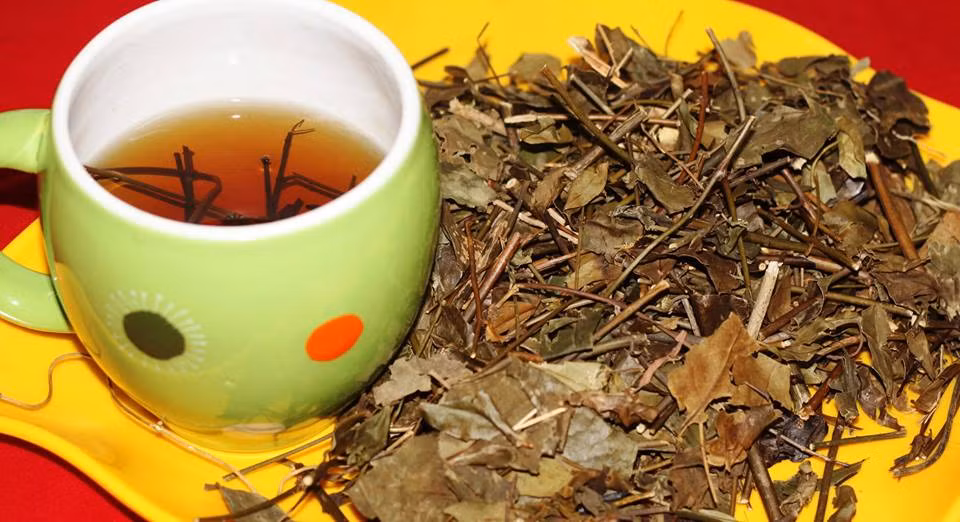 Nước chè vằng uống thay nước mỗi ngày, không chỉ giúp lợi sữa mà loại nước này còn được các chị em nói rằng có tác dụng kháng khuẩn, chống viêm nhiễm, giúp nhanh chóng hồi phục sau sinh.