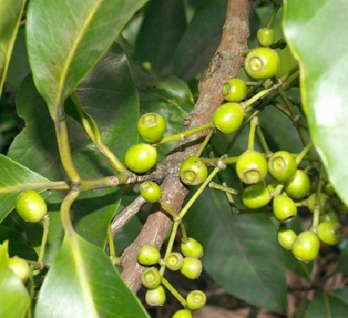 Nước nụ hoặc lá vối. Nước vối hay trà vối là một loại đồ uống giải khát được nấu bằng nụ, hoặc lá vối đã ủ chín rồi phơi khô, cũng có thể dùng ngay khi lá còn tươi. Trong lá vối, nụ vối có tanin, một số chất khoáng, vitamin… Nước vối sử dụng giải khát, giải nhiệt, có tác dụng lợi tiểu và mát gan và đặc biệt có công dụng lợi sữa.