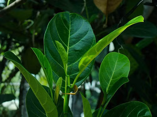 Nước lá mít. Các bài thuốc dân gian đã chỉ ra rằng, mẹ sau sinh nếu ít sữa, chỉ cần dùng khoảng 30-40g lá mít tươi (tương đương khoảng 10 lá) nấu nước uống hàng ngày sẽ giúp tăng tiết sữa. Lá mít cũng có tác dụng bổ tỳ, hòa can, cực thích hợp cho các mẹ sau sinh ốm yếu, ăn kém, ít sữa. Dùng nước lá mít không chỉ giúp tăng tiết sữa mà còn cải thiện đáng kể chất lượng sữa mẹ, giúp sữa mẹ thơm và ngon hơn.