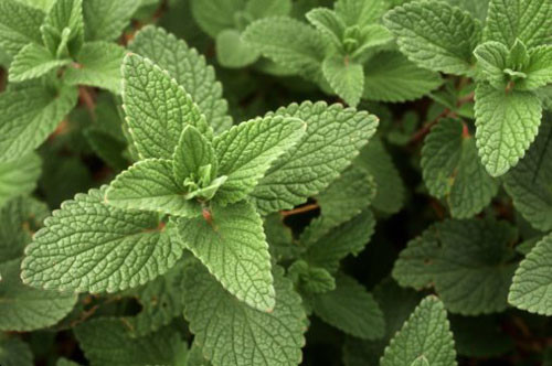 Bạc hà. Bạc là một thực phẩm được rất nhiều người ưa thích, nó là nguyên liệu giúp đồ uống hay món ăn của bạn được ngon và thơm mát hơn. Không những thế nó còn có tác dụng rất tốt cho cơ thể, nó giúp hệ tiêu hóa vận hành được tốt hơn, tinh thần sảng khoái và tránh được sự tấn công của mụn do viêm nhiễm hay bị stress.