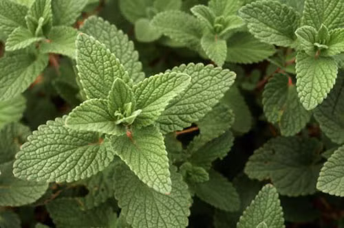 Bạc hà. Bạc là một thực phẩm được rất nhiều người ưa thích, nó là nguyên liệu giúp đồ uống hay món ăn của bạn được ngon và thơm mát hơn. Không những thế nó còn có tác dụng rất tốt cho cơ thể, nó giúp hệ tiêu hóa vận hành được tốt hơn, tinh thần sảng khoái và tránh được sự tấn công của mụn do viêm nhiễm hay bị stress.