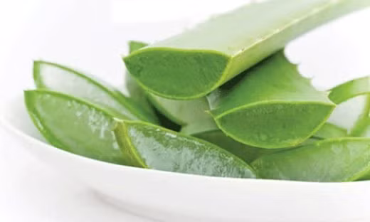 Nha đam. Nếu bị muỗi đốt, bạn nên sử dụng loại cây này để làm dịu vết ngứa và giảm sưng cho trẻ.