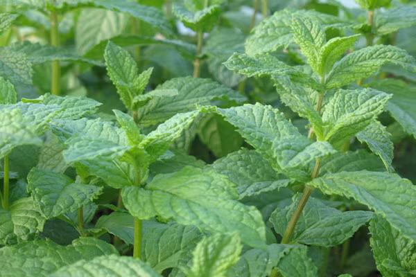 Đun sôi lá cây bạc hà cùng với nước và pha lẫn vào nước tắm, giúp ngăn chặn đến mức thấp nhất nguy cơ tiết mồ hôi vùng nách.