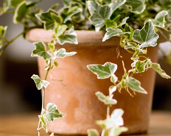 Cây cảnh. Một số loại cây cảnh trong nhà để làm đẹp có chứa độc tố nhưng không phải bậc cha mẹ nào cùng biết để đề phòng. Nếu trẻ ngắt lá của những loại cây đó cho vào miệng có thể gây loét niêm mạc, hoa mắt, chóng mặt, tiêu chảy, hoặc nặng hơn là tử vong. Những viên đá hay sỏi nhỏ được rải xung quanh chậu cây cảnh cũng có thể khiến bé gặp nguy hiểm nếu nuốt vào.