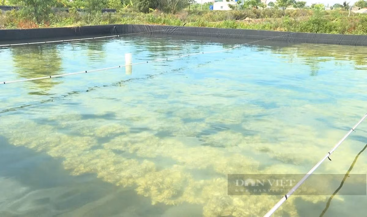 Thu tiền tỷ từ nuôi các loài động vật nhuyễn thể - Hình 5 Thu tien ty tu nuoi cac loai dong vat nhuyen the-Hinh-5