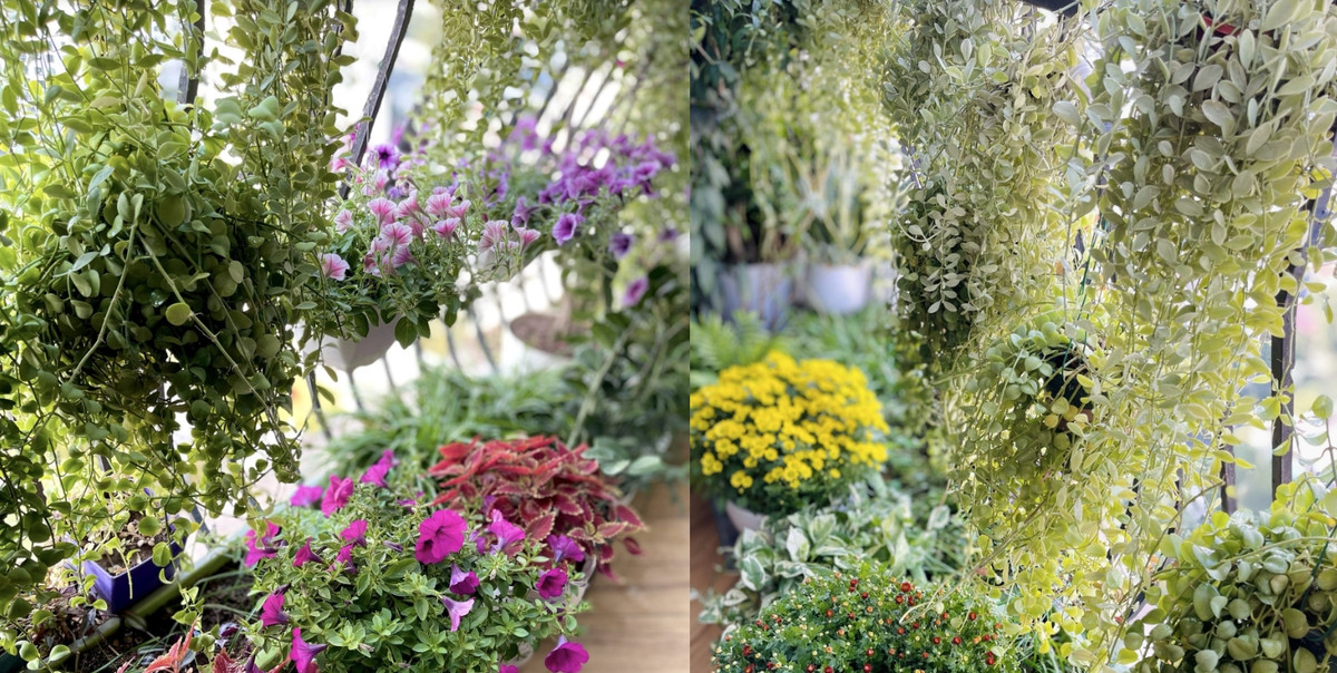 Ha Noi: Bien ban cong 4m2 thanh khu vuon xanh mat-Hinh-7