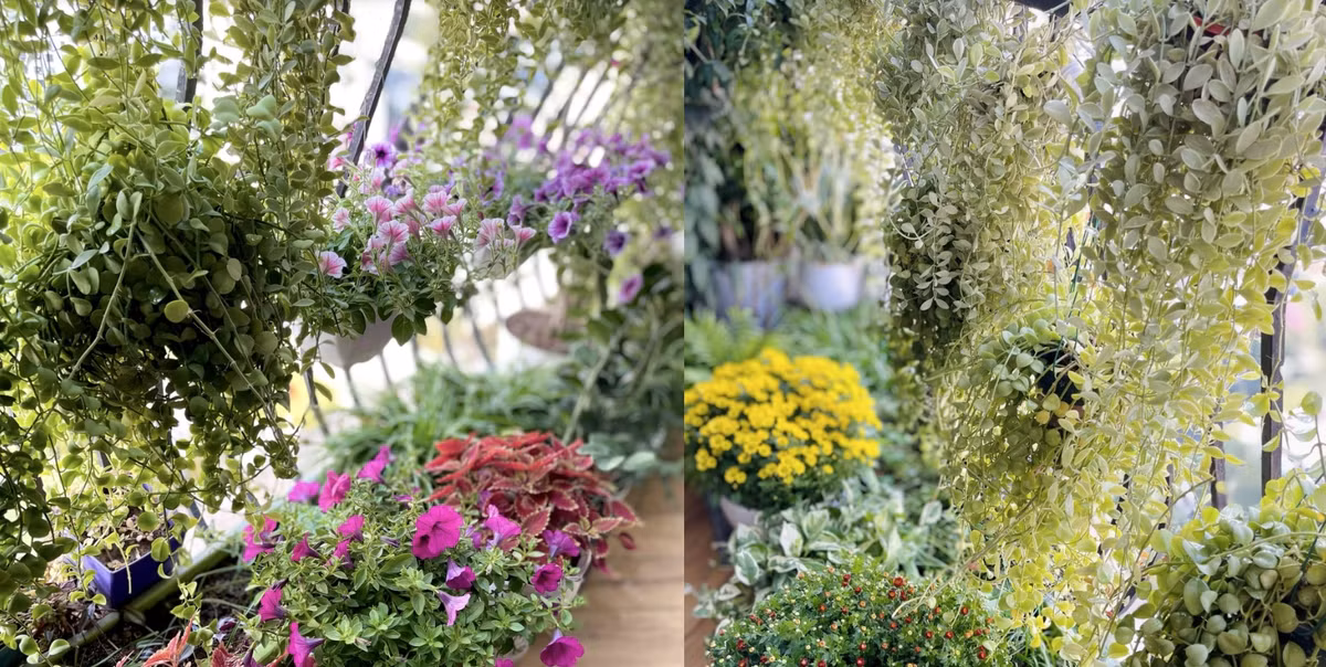 Ha Noi: Bien ban cong 4m2 thanh khu vuon xanh mat-Hinh-7