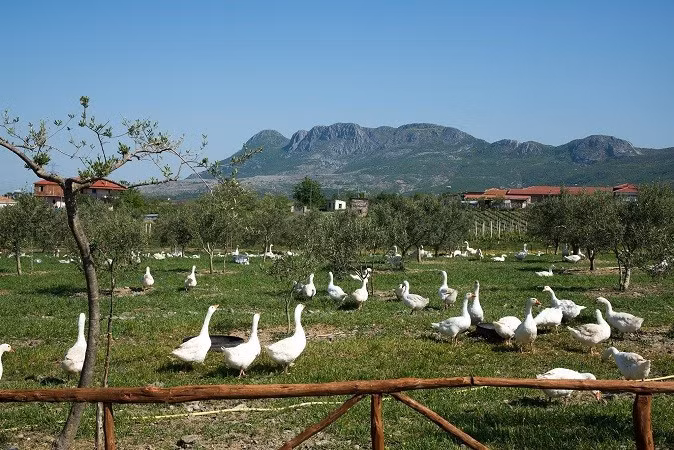 Ngoài ra, bối cảnh độc đáo kỳ lạ cũng được tạo ra cho các nhà nghỉ, bảo tàng nghệ thuật và lịch sử, thậm chí cả các tiệm làm đẹp.