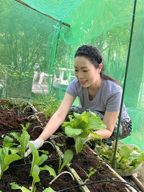 Trên trang cá nhân, diễn viên Trịnh Kim Chi chia sẻ hình ảnh thu hoạch rau từ khu vườn nhỏ trong biệt thự 10 tỷ đồng.