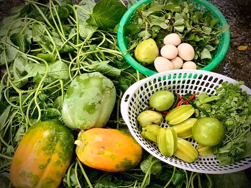 Nữ ca sĩ hài hước làm thơ về khu vườn của mình. "Bước tới nhà O bóng xế tà/Cỏ cây chen lá ớt chen hoa/ Lom khom hẹ nhú riềng vài chú/Lác đác chanh dây nghệ sả hành".