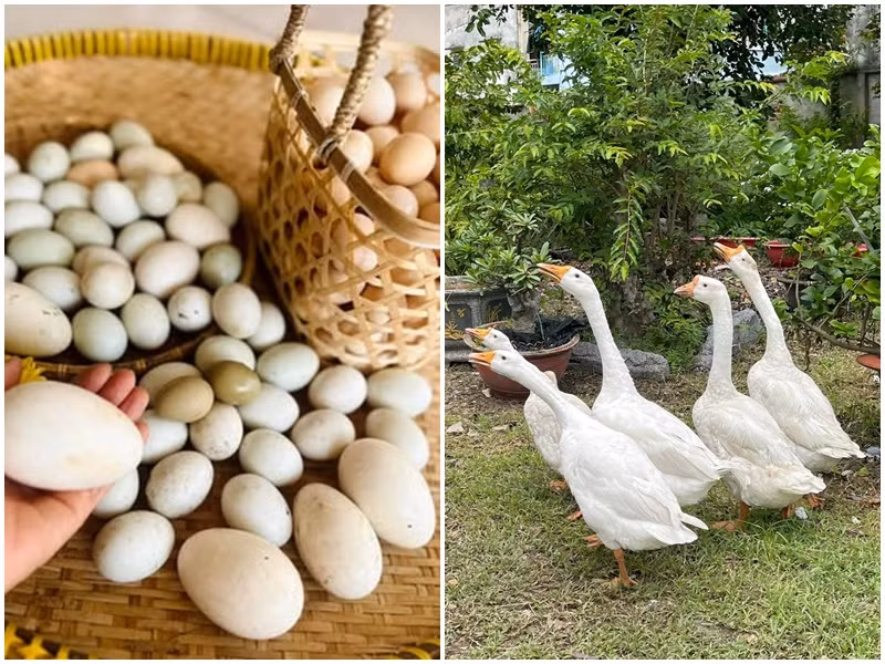 Nữ ca sĩ thu hoạch trứng vịt, chim, gà.