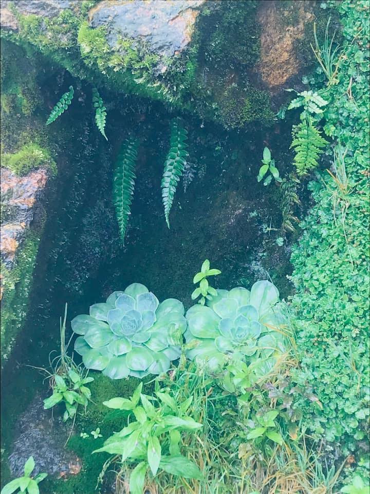 Cùng với các loài cây xanh khác, hoa sen đá đã tạo thêm vẻ đẹp cho cảnh quan của Fansipan. Ảnh: Fanpage Không Sợ Chó