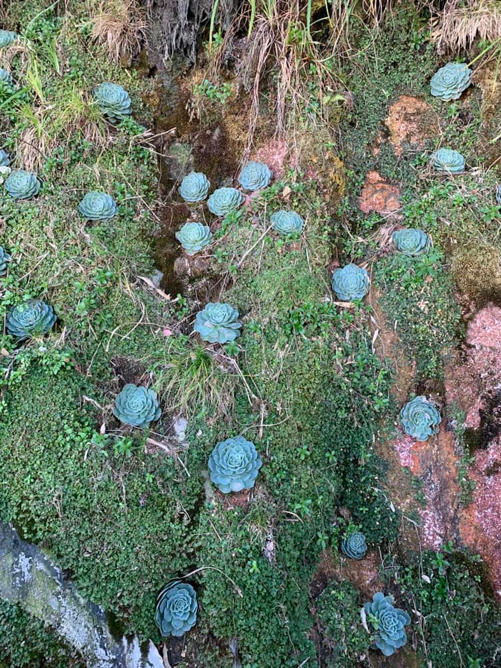 Không ít du lịch phải dừng lại chụp ảnh cùng sen đá trên con đường chinh phục Fansipan. Ảnh: Lê Vũ Hoài Thương