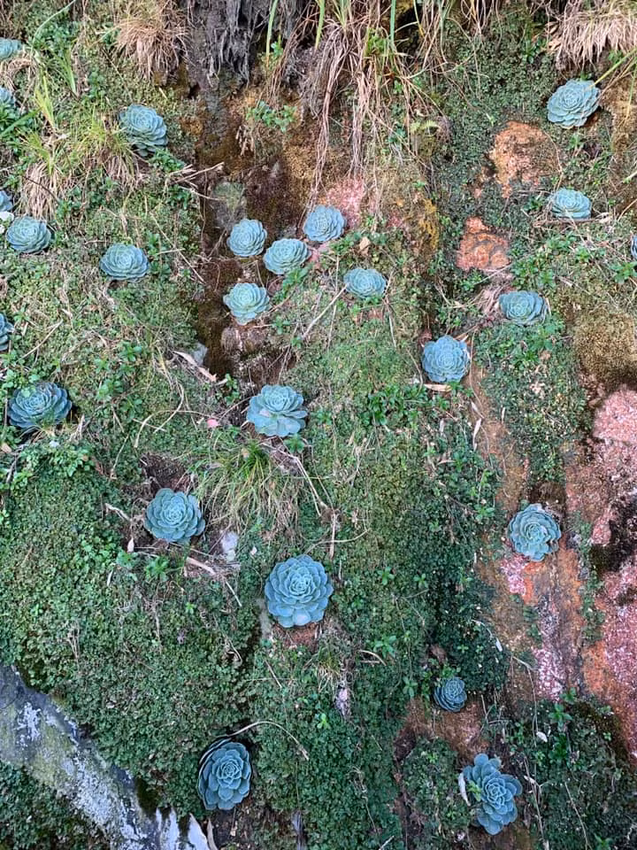 Không ít du lịch phải dừng lại chụp ảnh cùng sen đá trên con đường chinh phục Fansipan. Ảnh: Lê Vũ Hoài Thương