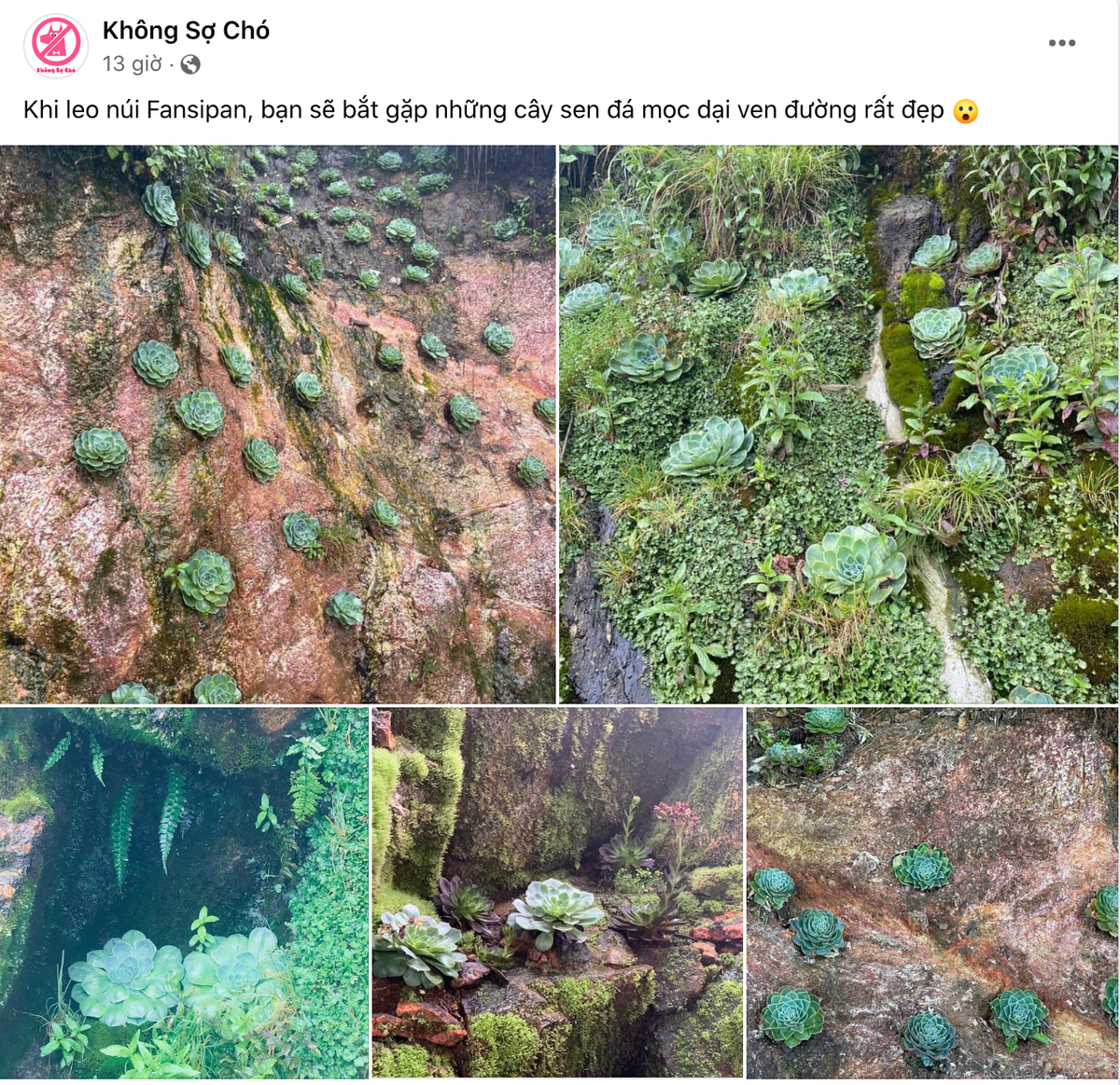 Trên MXH xuất hiện khá nhiều hình ảnh những bông hoa sen đá mọc lên giữa sườn núi đá dốc đứng trên nhiều trên cung đường trekking chinh phục đỉnh Fansipan. Ảnh chụp màn hình