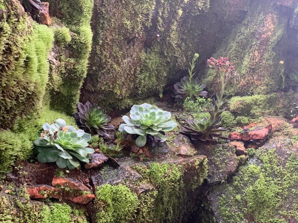 Trên MXH cư dân mạng chia sẻ khá nhiều khoảnh khắc hoa sen đá mọc trên vách đá ở Fansipan. Ảnh: Fanpage Không Sợ Chó