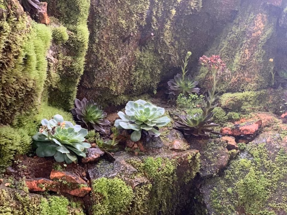 Trên MXH cư dân mạng chia sẻ khá nhiều khoảnh khắc hoa sen đá mọc trên vách đá ở Fansipan. Ảnh: Fanpage Không Sợ Chó