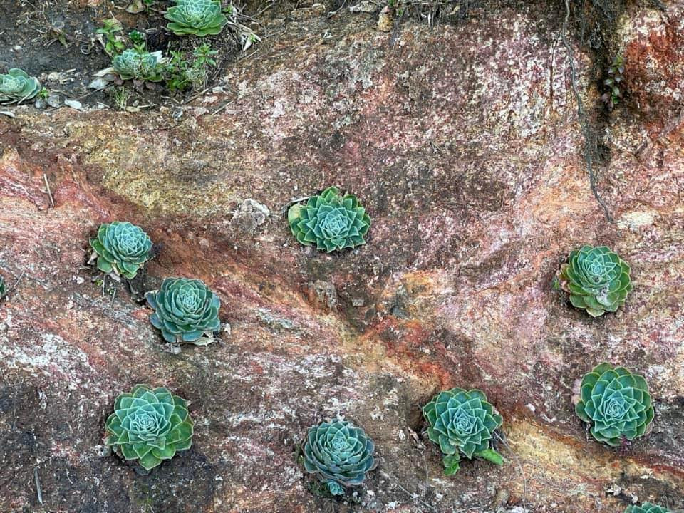 Phía dưới bình luận cư dân mạng cũng tranh thủ khoe khoảnh khắc check in cùng hoa sen đá tại Fansipan. Ảnh: Fanpage Không Sợ Chó