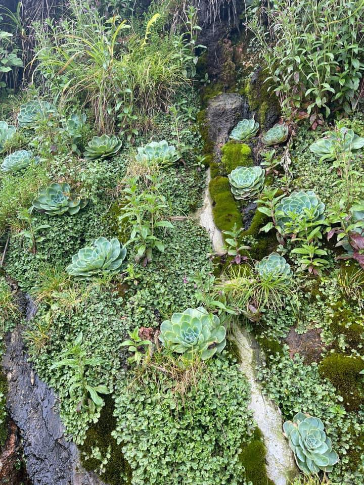 Hoa sen đá bung nở khoe sắc giữa vùng sơn cước càng làm tăng vẻ đẹp mạnh mẽ, mộc mạc, dung dị. Ảnh: Fanpage Không Sợ Chó