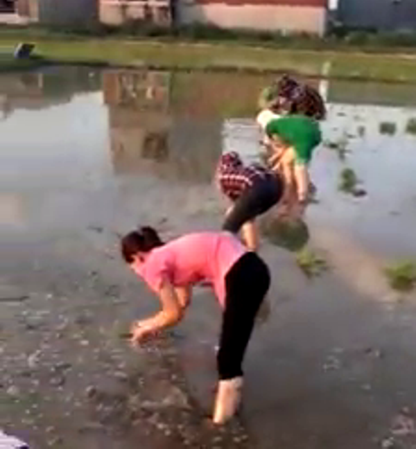 Dep tung cen-ti-met: 30 nu cong nhan loi ruong cay lua giup cu U70-Hinh-3