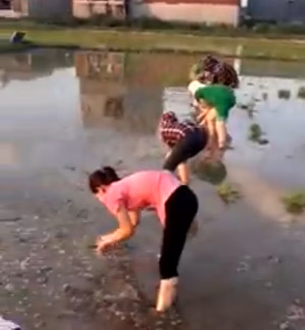 Dep tung cen-ti-met: 30 nu cong nhan loi ruong cay lua giup cu U70-Hinh-3