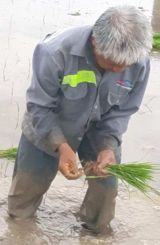 Dep tung cen-ti-met: 30 nu cong nhan loi ruong cay lua giup cu U70-Hinh-2