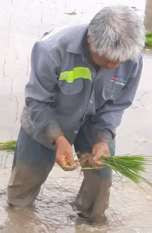 Dep tung cen-ti-met: 30 nu cong nhan loi ruong cay lua giup cu U70-Hinh-2