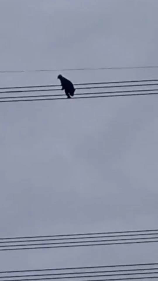 Người thanh niên nghi ngáo đá leo trèo lên dây cao thế khiến nhiều người nổi da gà.