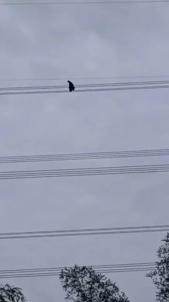 Khoảng cách từ dây xuống đất là rất cao.