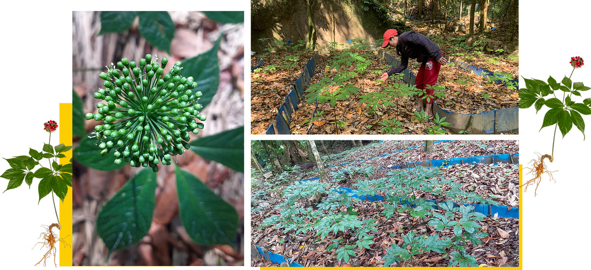 Con gio nguoc cua Nutifood-Hinh-3