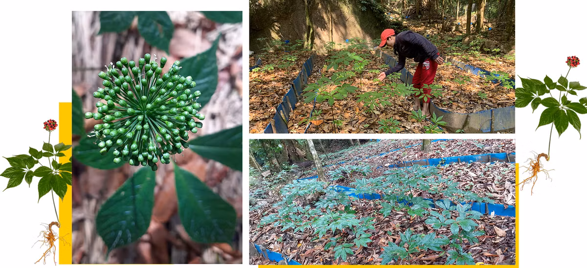 Con gio nguoc cua Nutifood-Hinh-3