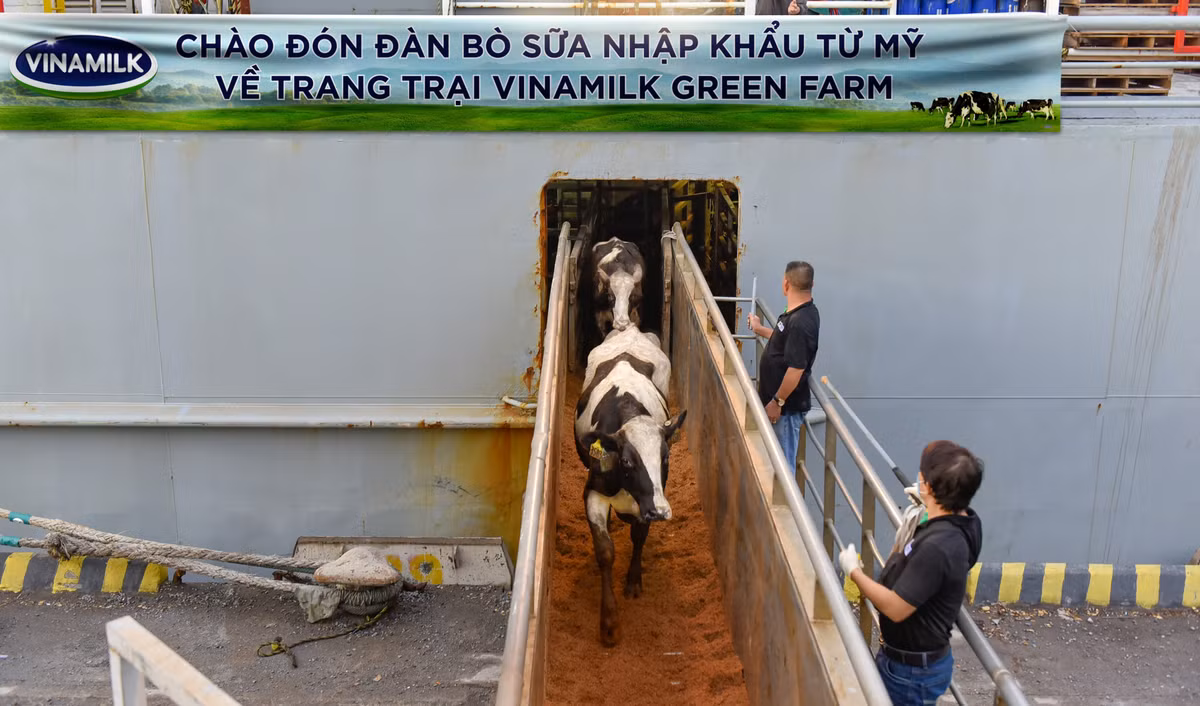 Vinamilk tiep nhan hon 1.500 bo nhap khau tu My ve cac trang trai Vinamilk Green Farm