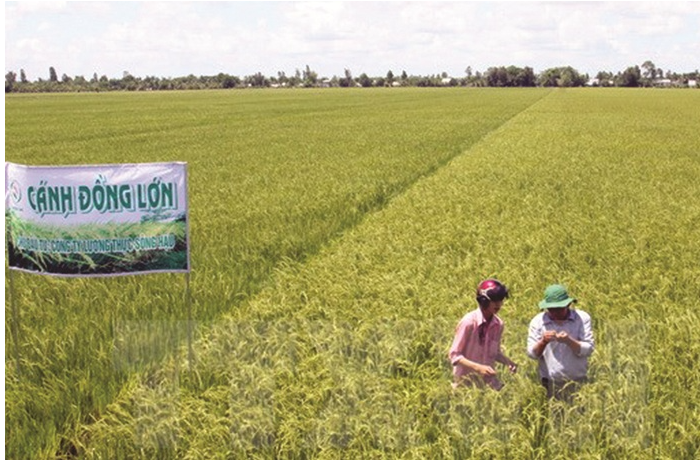 Chinh sach, phap luat ve dat nong nghiep o nuoc ta hien nay nhin tu khia canh tich tu, tap trung ruong dat