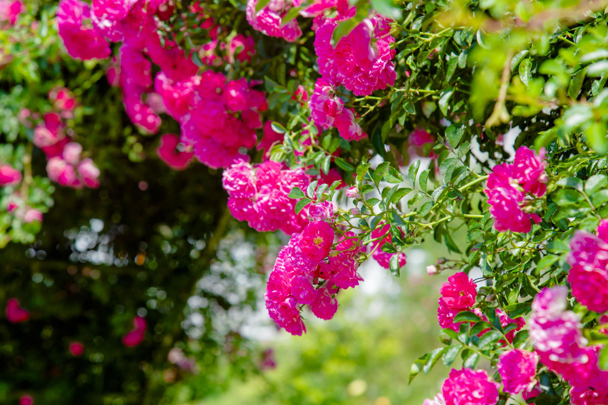 Co gi dac biet o Le hoi hoa hong Fansipan 2022?