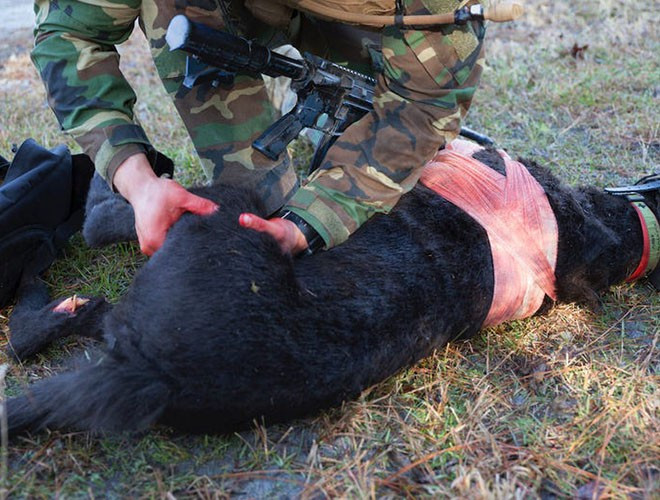 Khi bị thương trên chiến trường, chó đặc nhiệm được huấn luyện viên sơ cứu. Nếu nặng hơn, chúng được gửi đến bệnh viện dành cho chó tại căn cứ không quân Lackland để phẫu thuật, phục hồi hoặc đánh giá cho nghỉ hưu.