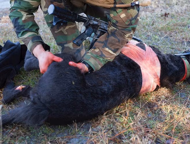 Khi bị thương trên chiến trường, chó đặc nhiệm được huấn luyện viên sơ cứu. Nếu nặng hơn, chúng được gửi đến bệnh viện dành cho chó tại căn cứ không quân Lackland để phẫu thuật, phục hồi hoặc đánh giá cho nghỉ hưu.