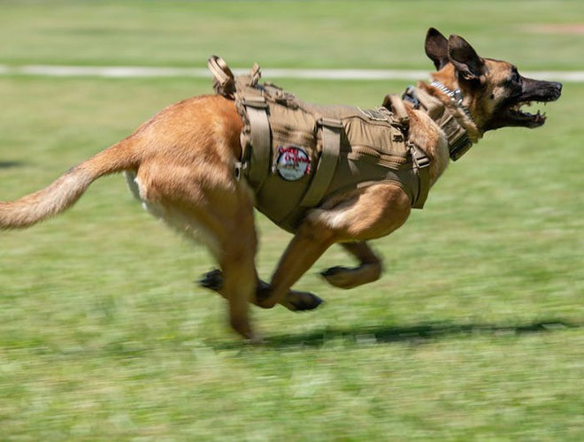 Những loại chó đặc nhiệm phổ biến nhất là dòng Malinois của Bỉ hay chó chăn cừu của Đức, Hà Lan. Chúng được đánh giá cao về trí thông minh, khả năng huấn luyện, đạo đức làm việc và khả năng thích nghi