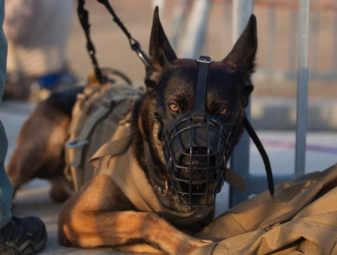 Chú chó “anh hùng” đuổi theo trùm IS al-Baghdadi khiến hắn phải tự sát thuộc giống chó Malinois của Bỉ. Nó bị thương trong vụ nổ, nhưng đã trở lại làm nhiệm vụ.