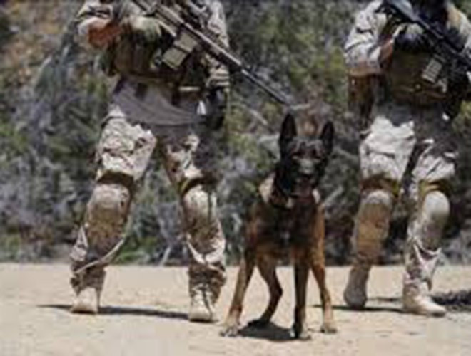 Những chú chó được lựa chọn trực tiếp từ châu Âu và trên thế giới và đưa về Mỹ huấn luyện đến cấp độ cao nhất. Được biết, chó đặc nhiệm cùng chi phí đào tạo lên tới 40.000 USD mỗi con.